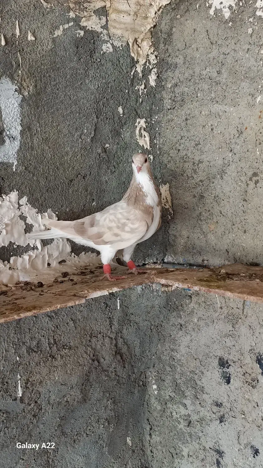 خشرنگ|پرنده|بندر دیر, |دیوار