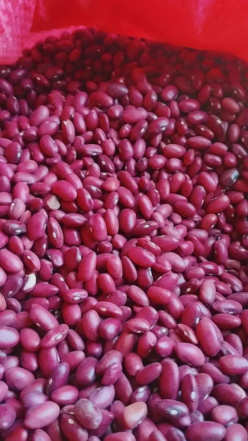 لوبیا|عمدهفروشی|بزینه رود, |دیوار