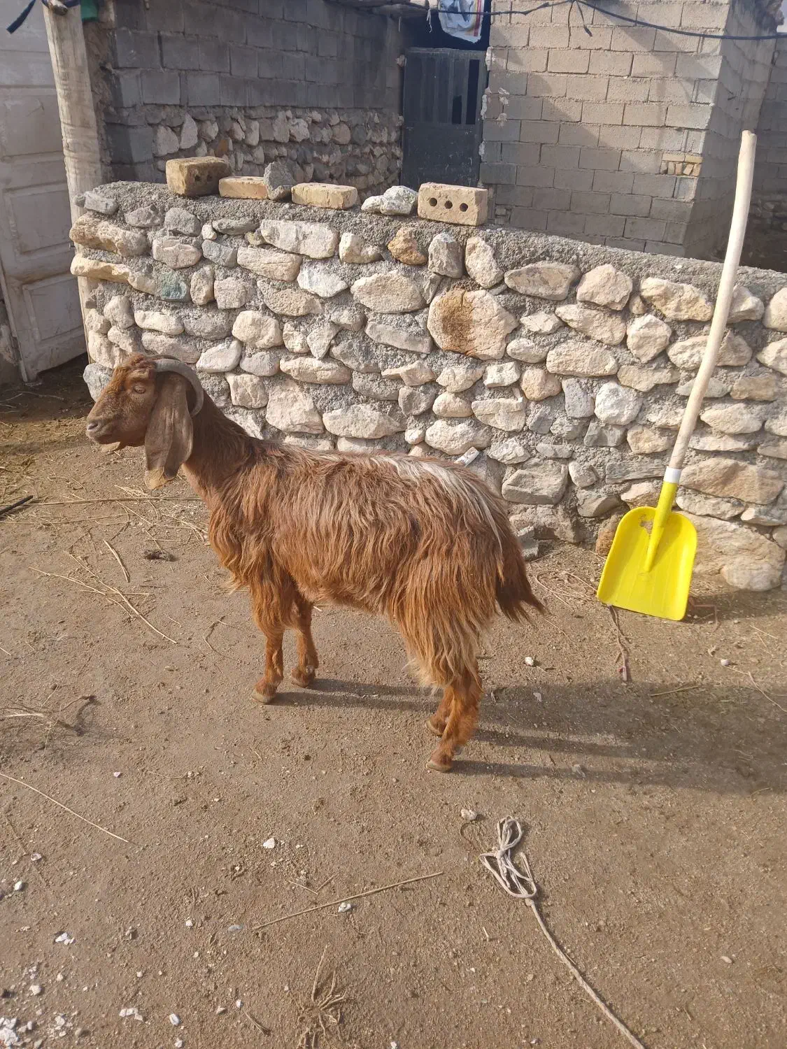 بز پاکستانی|حیوانات مزرعه|ماهنشان, |دیوار