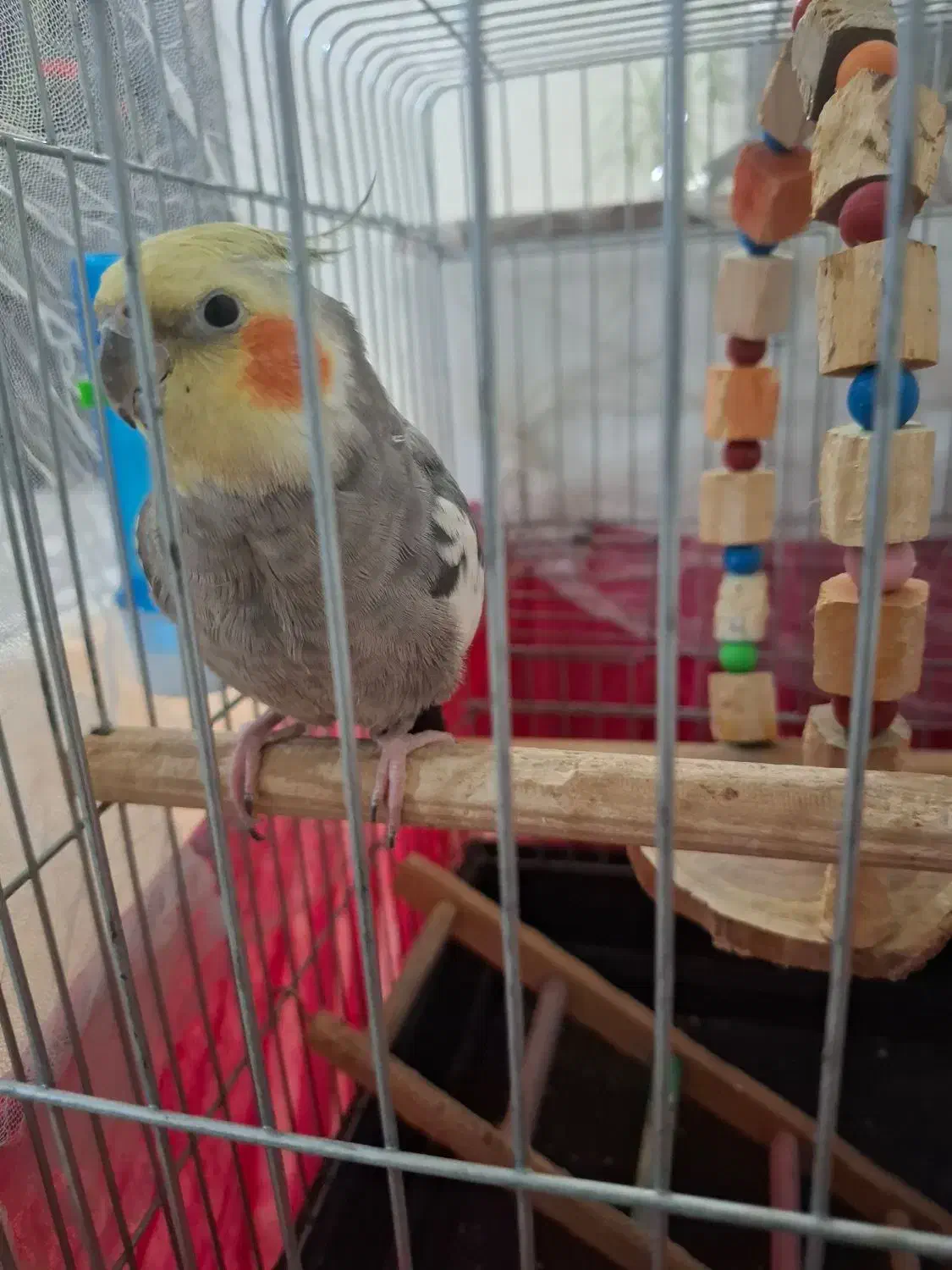 عروس هلندی سخنگو|پرنده|پاکدشت, شهرک امام رضا|دیوار