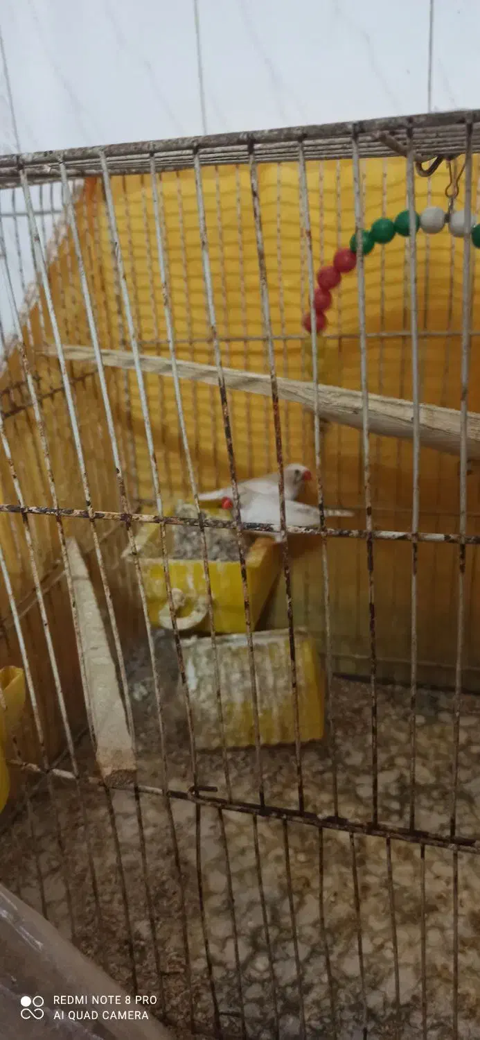 جفت سفید|پرنده|مشهد, گلشور|دیوار