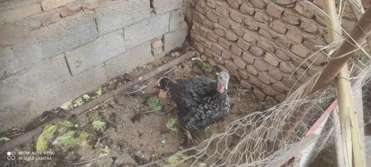 بوقلمون ماده به شرط تخم|حیوانات مزرعه|رفسنجان, |دیوار