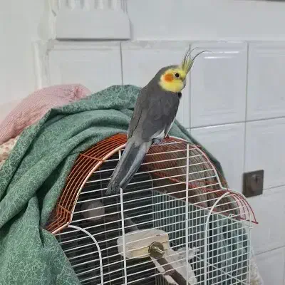 عروس هلندی سخنگو|پرنده|رشت, چمارسرا|دیوار