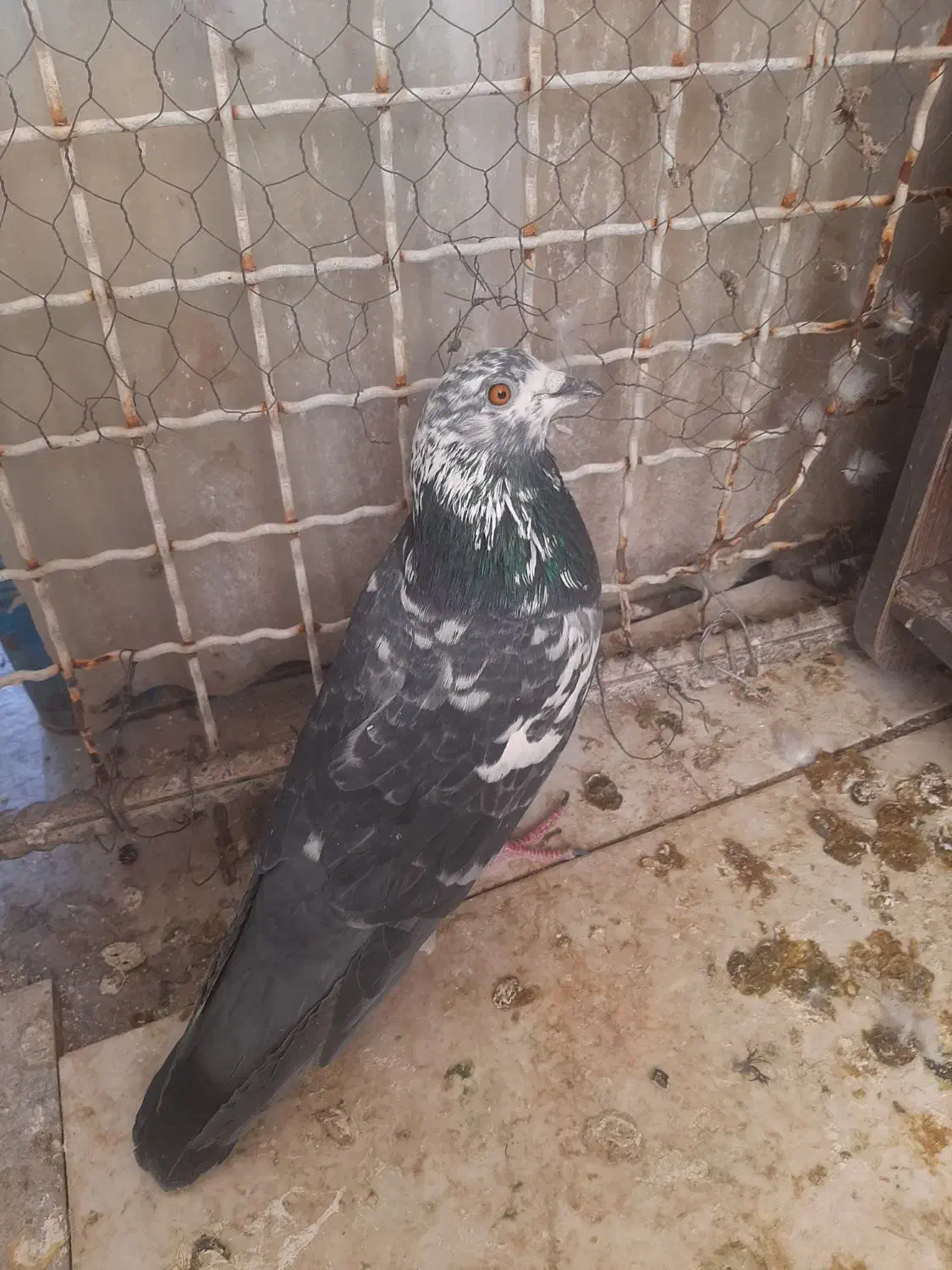 کبوتر کاشونی و کله ای هندی ابادانی|پرنده|شاهین‌شهر, خبرنگار|دیوار