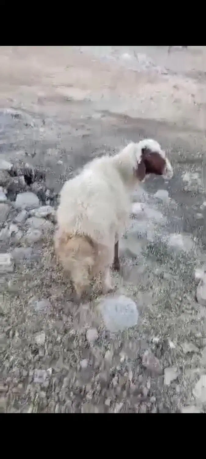 قوچ سنجابی|حیوانات مزرعه|ایوان, |دیوار