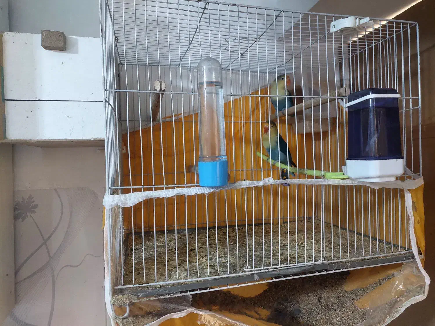 یه جفت عروس کوتوله خوشگل|پرنده|مشهد, مهدی آباد (بلوار توس)|دیوار