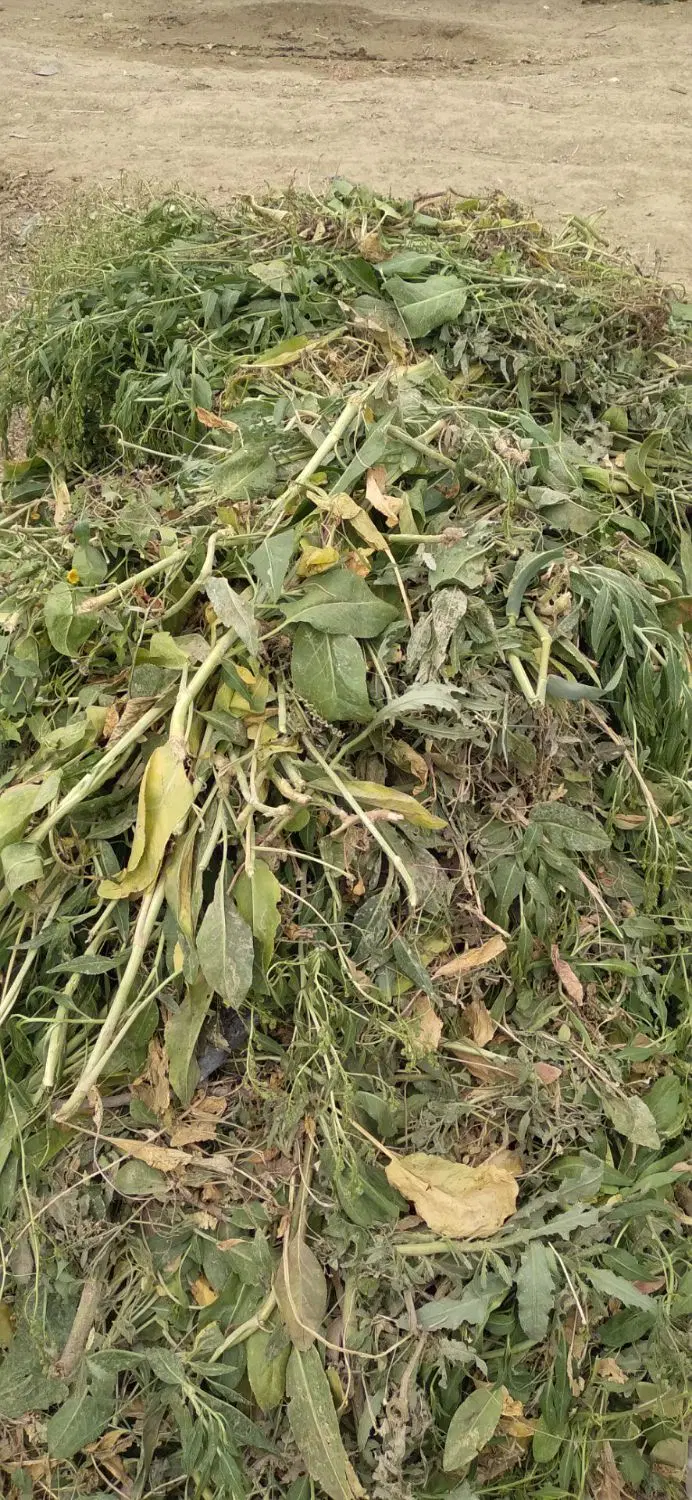 علف گوسنفدی|لوازم جانبی حیوانات|چهارباغ, |دیوار