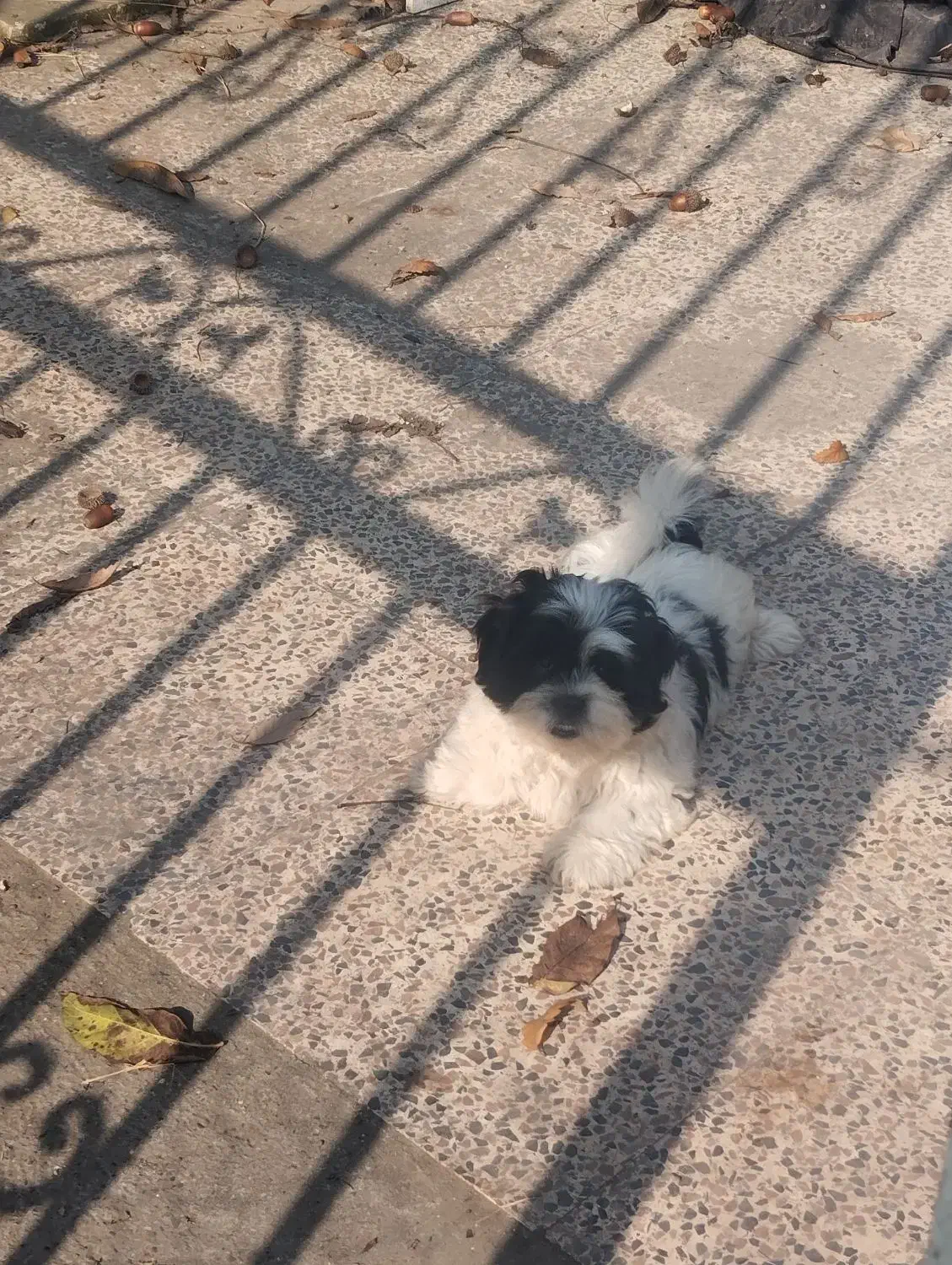 توله سه ماهه شیتزو|سگ|رشت, جانبازان|دیوار