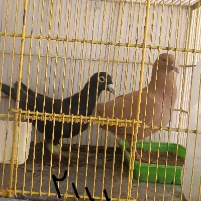 کبوتر فروشی|پرنده|تفت, |دیوار