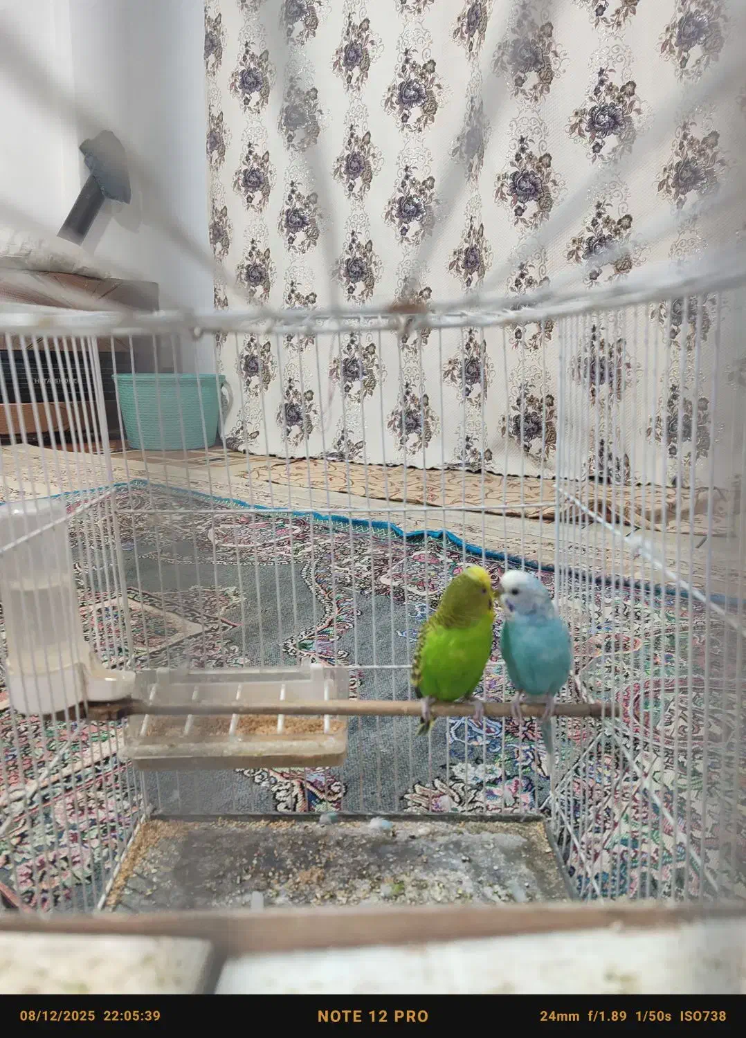 جفت مرغ عشق خوشگل وبالغ باسابقه جوجه دهی|پرنده|تربت جام, تیپ ۳۸ زرهی تربت جام|دیوار