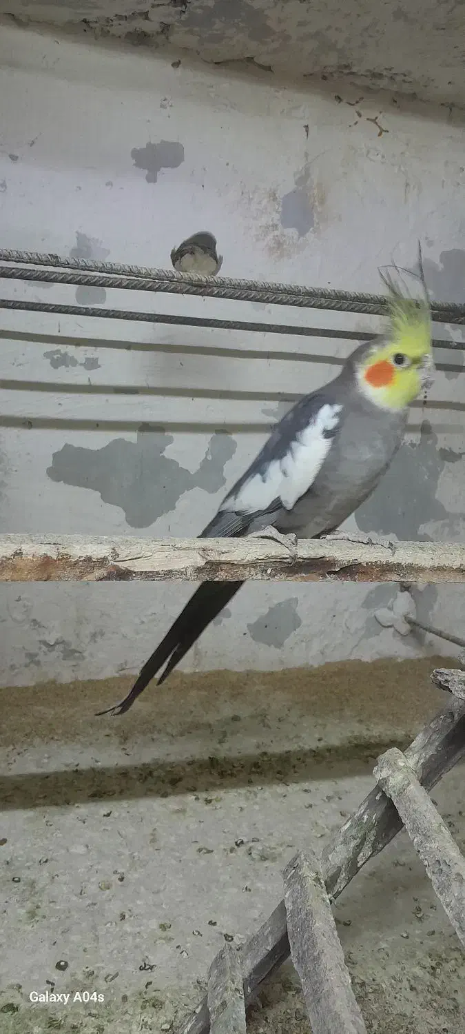 عروس هلندی نر|پرنده|مزرعه کتول, |دیوار