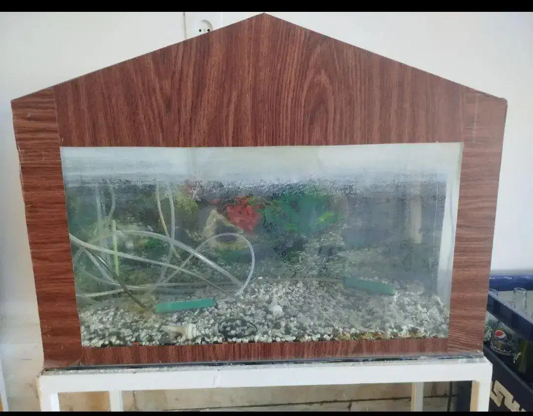 اکواریوم|ماهی|تربت‌حیدریه, حیدرآباد|دیوار