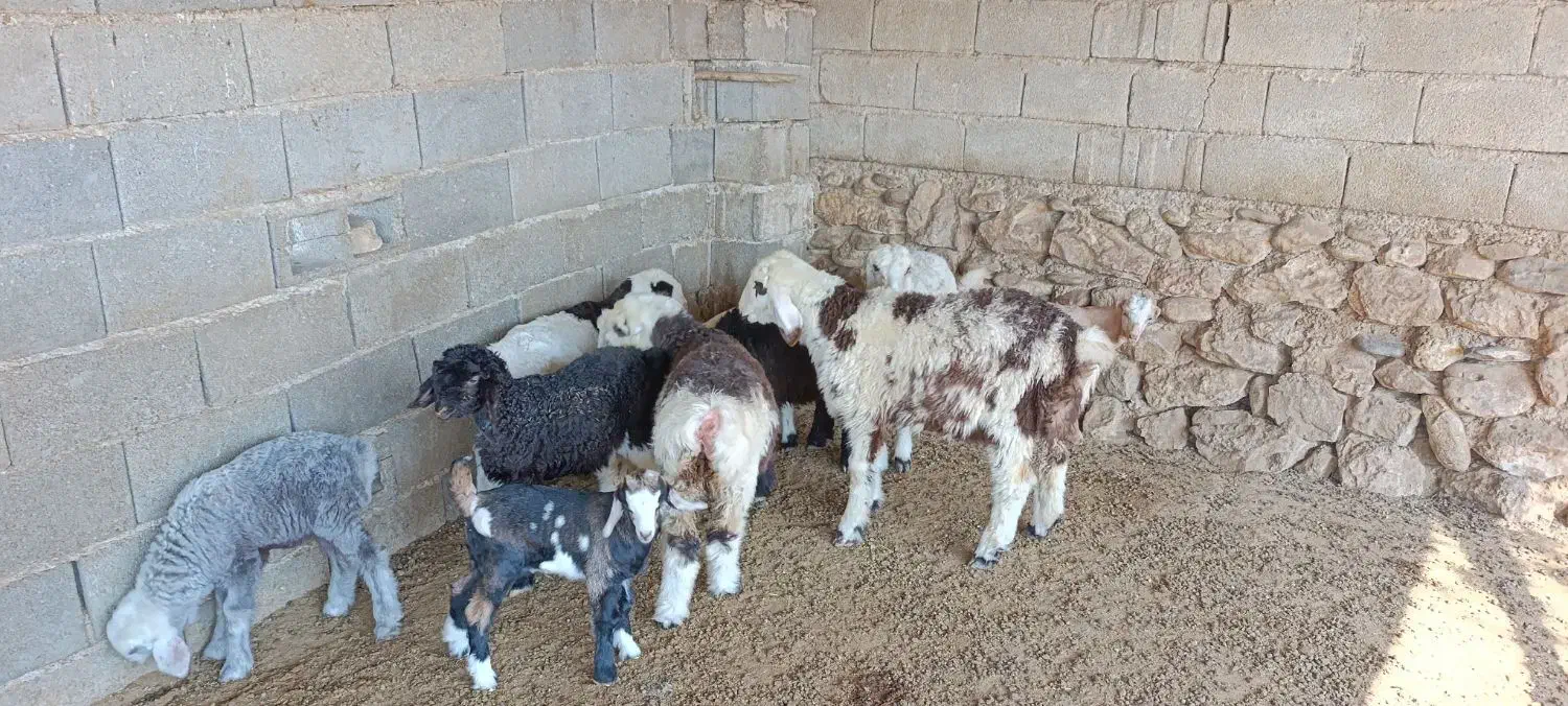 میش و شیشک بره داری اصل داشتی|حیوانات مزرعه|جره و بالاده, |دیوار