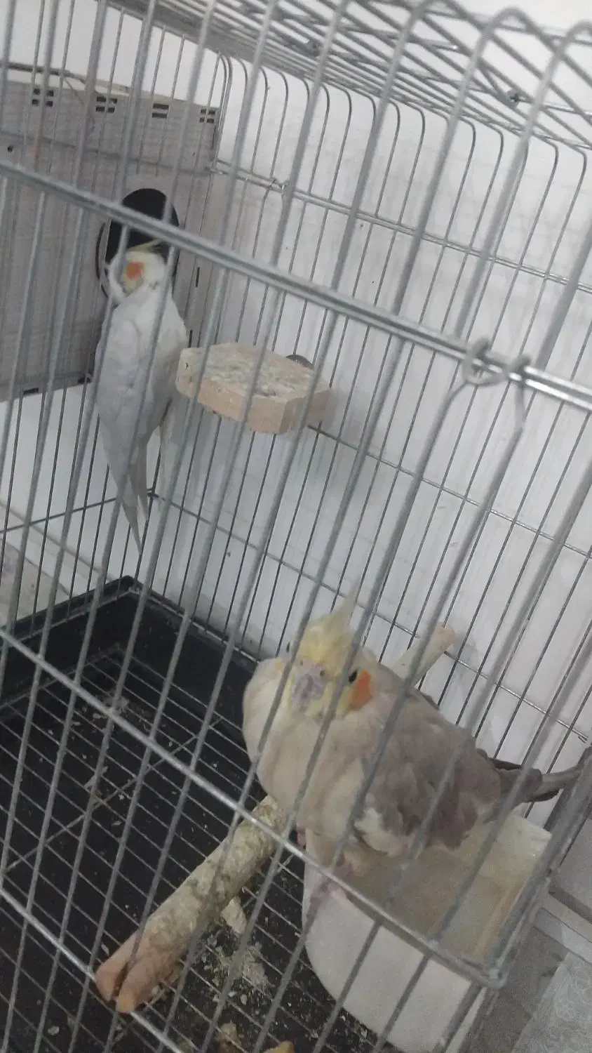 عروس هلندی|پرنده|رباط‌کریم, رباط‌کریم|دیوار