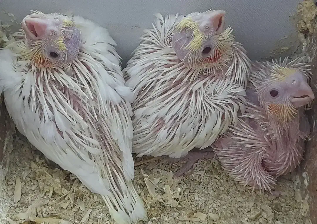 عروس هلندی آلبینو ماده کارداده|پرنده|مشهد, تربیت (صدف)|دیوار