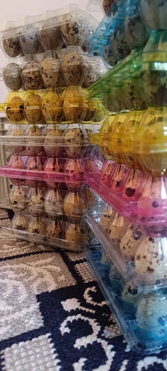 تخم بلدرچین برند ویژن|خوردنی و آشامیدنی|بهارستان, |دیوار