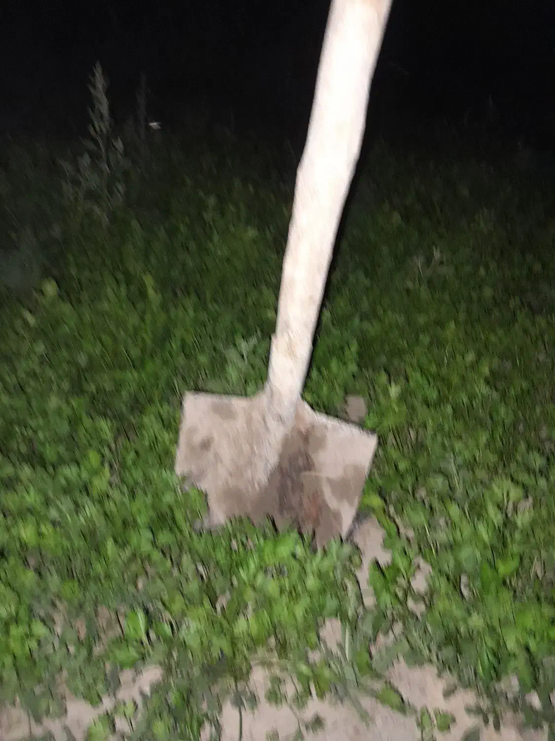 اجاره ۱۱هکتارزمین کشاورزی بالوله کشی قطره ای بیضا|اجارهٔ دفتر صنعتی، کشاورزی، تجاری|بیضا, |دیوار