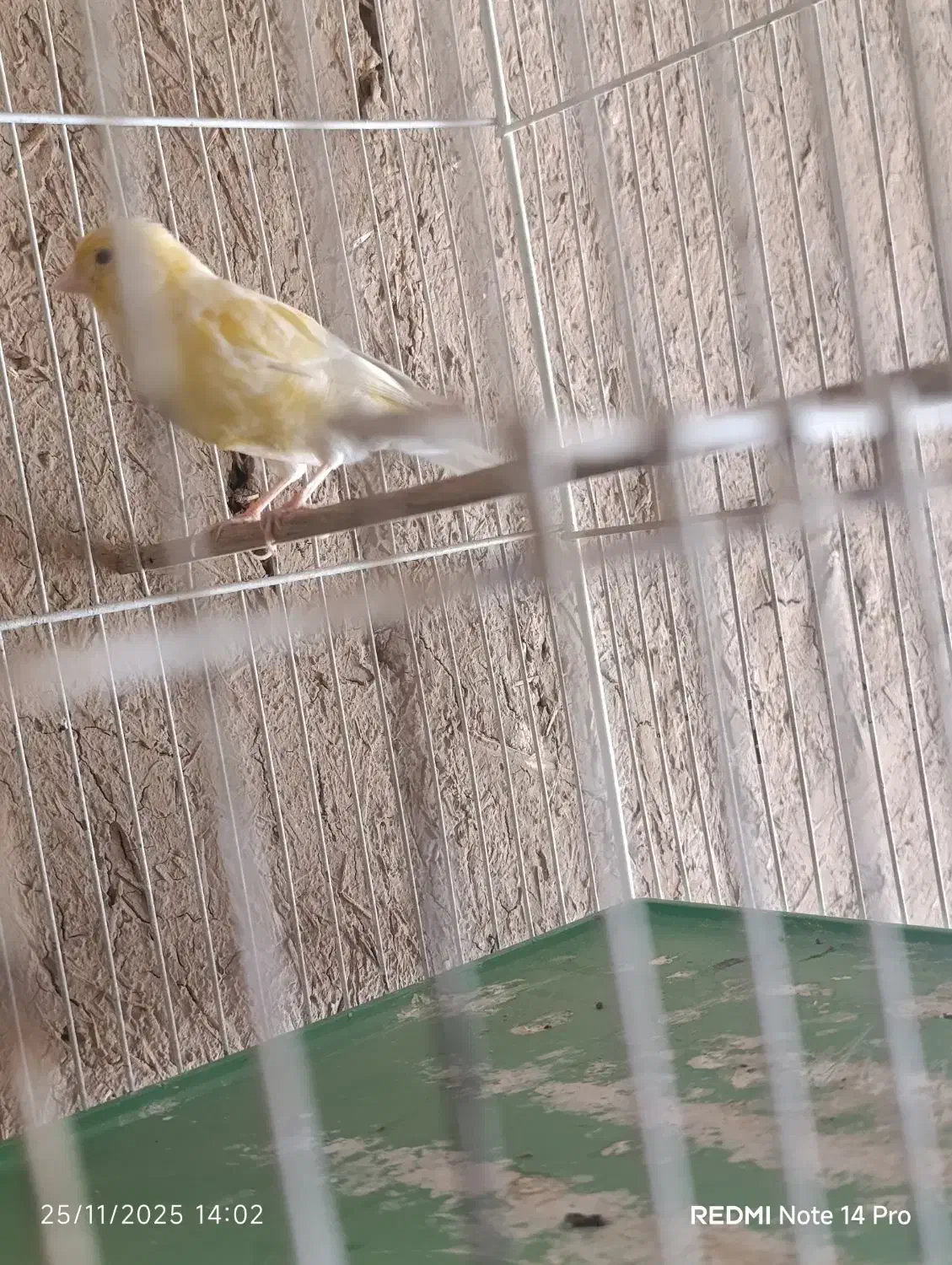 قناری ماده|پرنده|مرودشت, استادیوم|دیوار