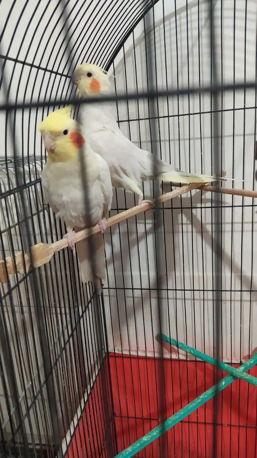 عروس هلندی|پرنده|کبودرآهنگ, |دیوار