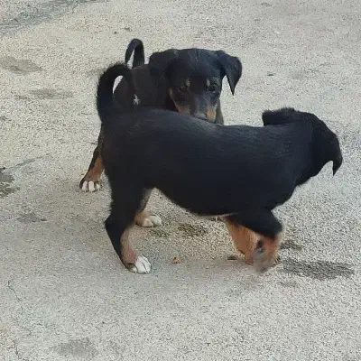 سگ  کبوت ر|سگ|خرم‌آباد, |دیوار