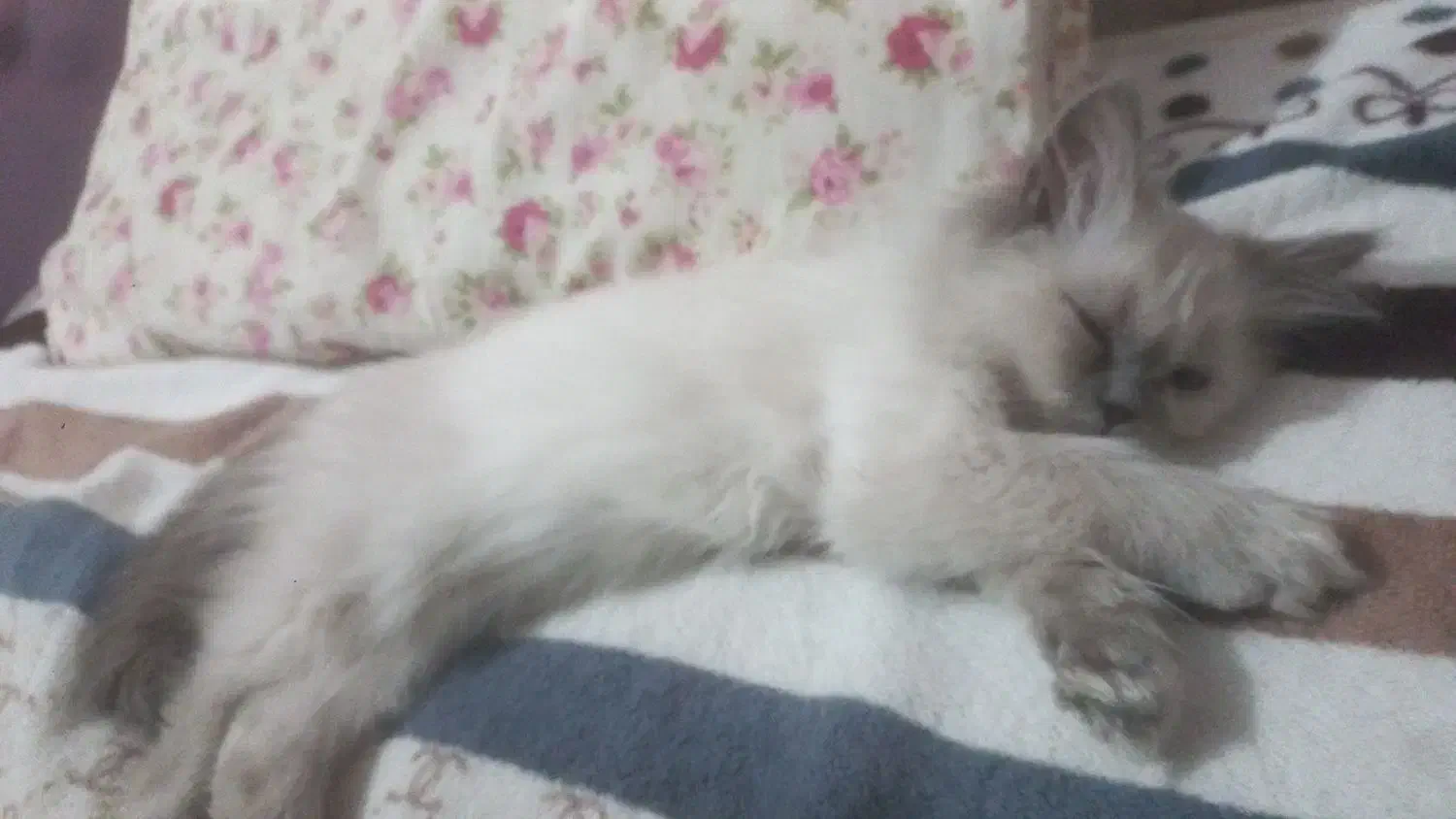 گربه هیمالین|گربه|کرمانشاه, |دیوار