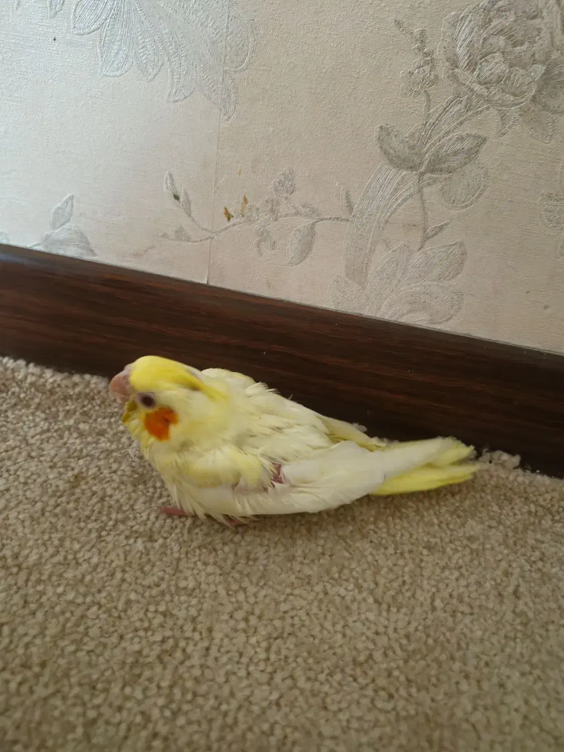 عروس هلندی ۴۰روزه سرلاک خور|پرنده|شیراز, شهرک مدرس|دیوار