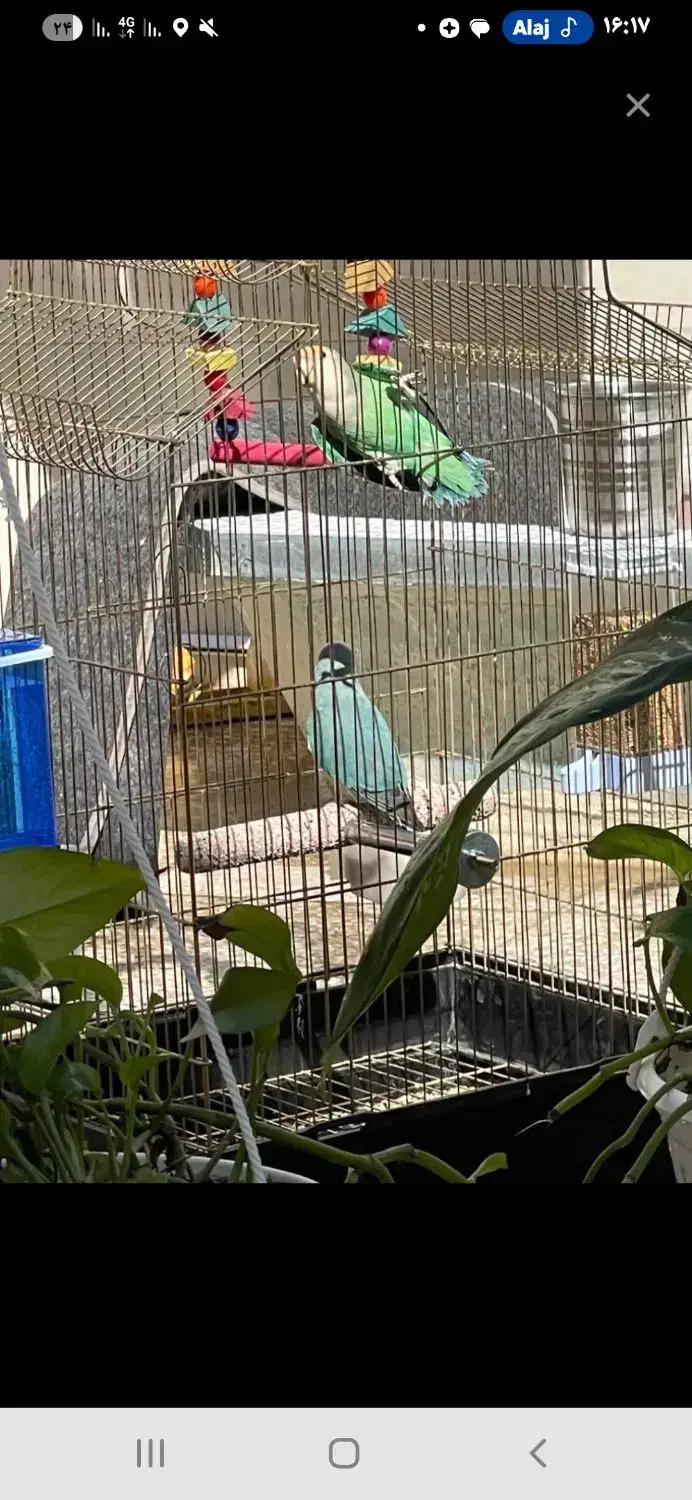 طوطی برزیلی.باقفس و تمام وسایل|پرنده|ایذه, |دیوار