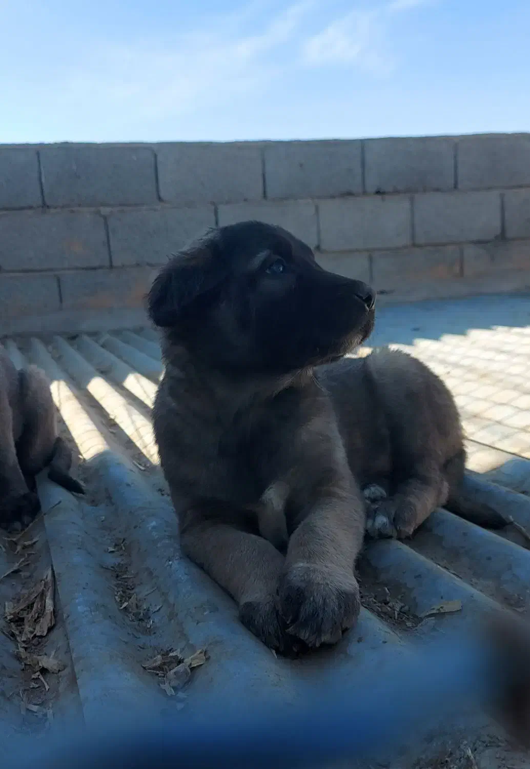 سرابی|سگ|اصفهان, سپاهانشهر|دیوار