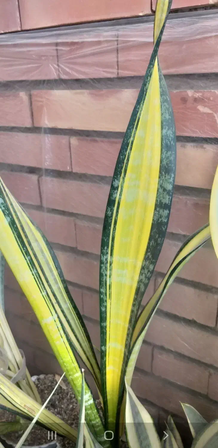 سانسوریا و کاکتوس خاص و کلکسیونی|گل و گیاه طبیعی|تبریز, |دیوار