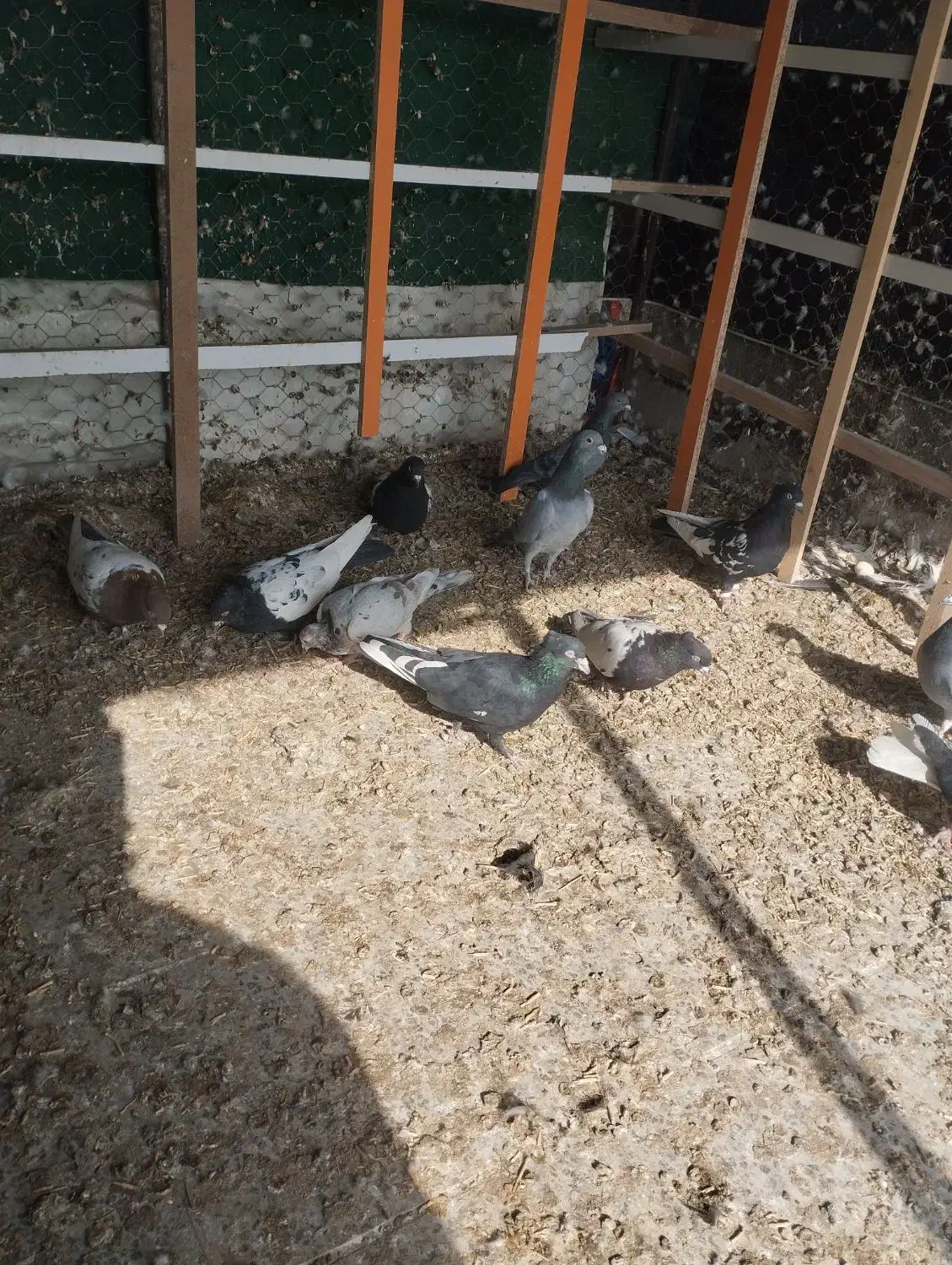 کفتر رنگی و دروگ|پرنده|لنجان, |دیوار