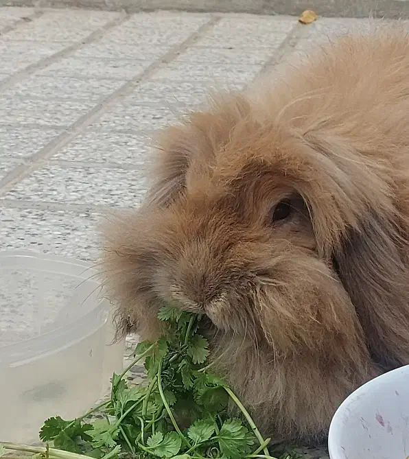 خرگوش لوپ اوکراینی|موش و خرگوش|گلبهار, شهر جدید گلبهار|دیوار