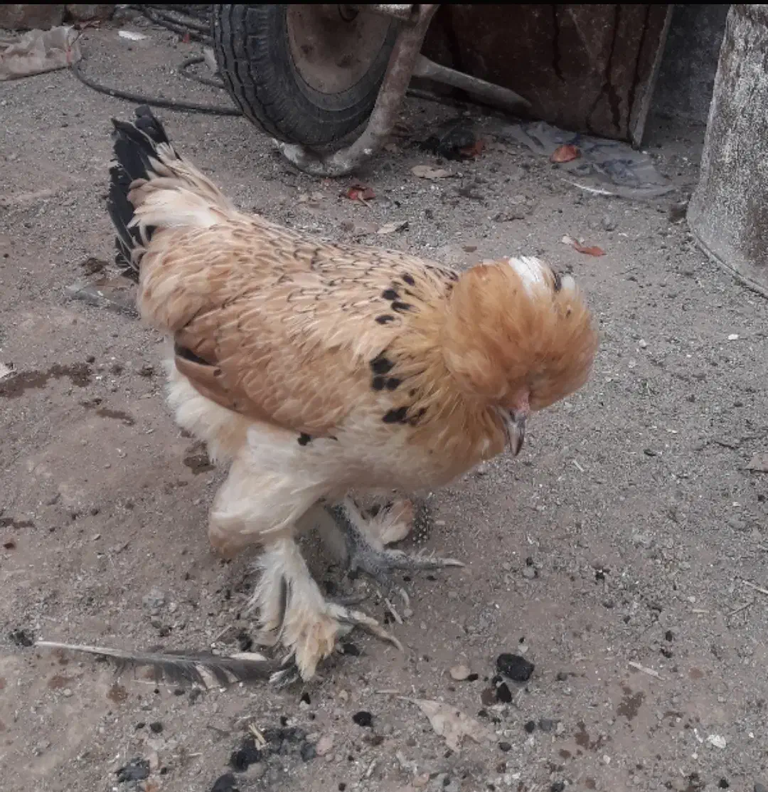 فروش معاوضه با عروس هلندی|پرنده|سیرجان, |دیوار