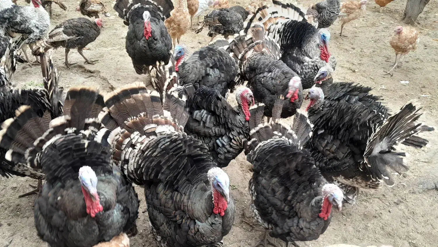 بوقلمون|حیوانات مزرعه|مشگین شهر, |دیوار