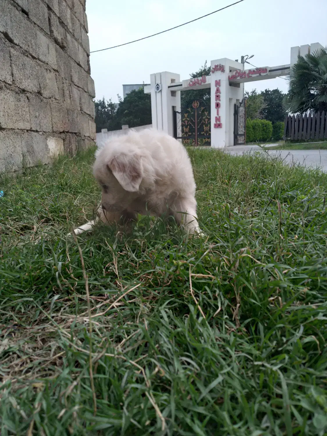 میکس توله شیتنزو اشپیتز|سگ|چمستان, |دیوار