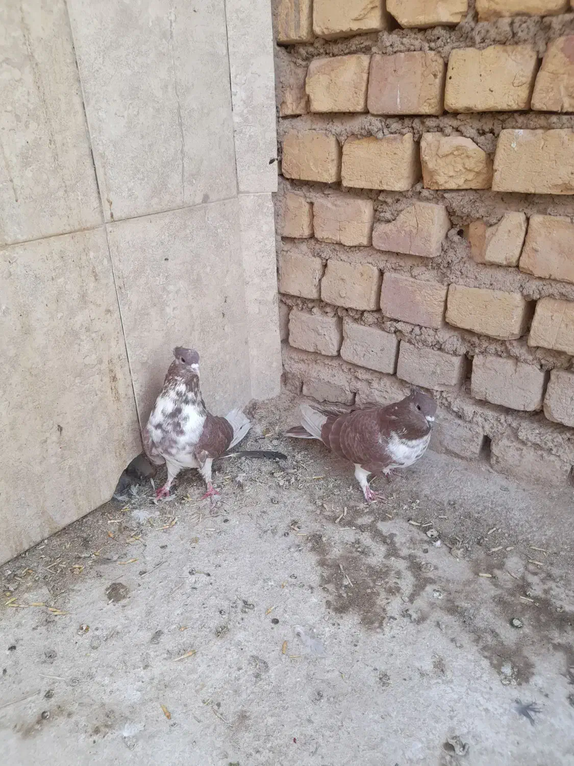 کبوتردمگیرگلین.. سیاپشت|پرنده|حبیب آباد, |دیوار