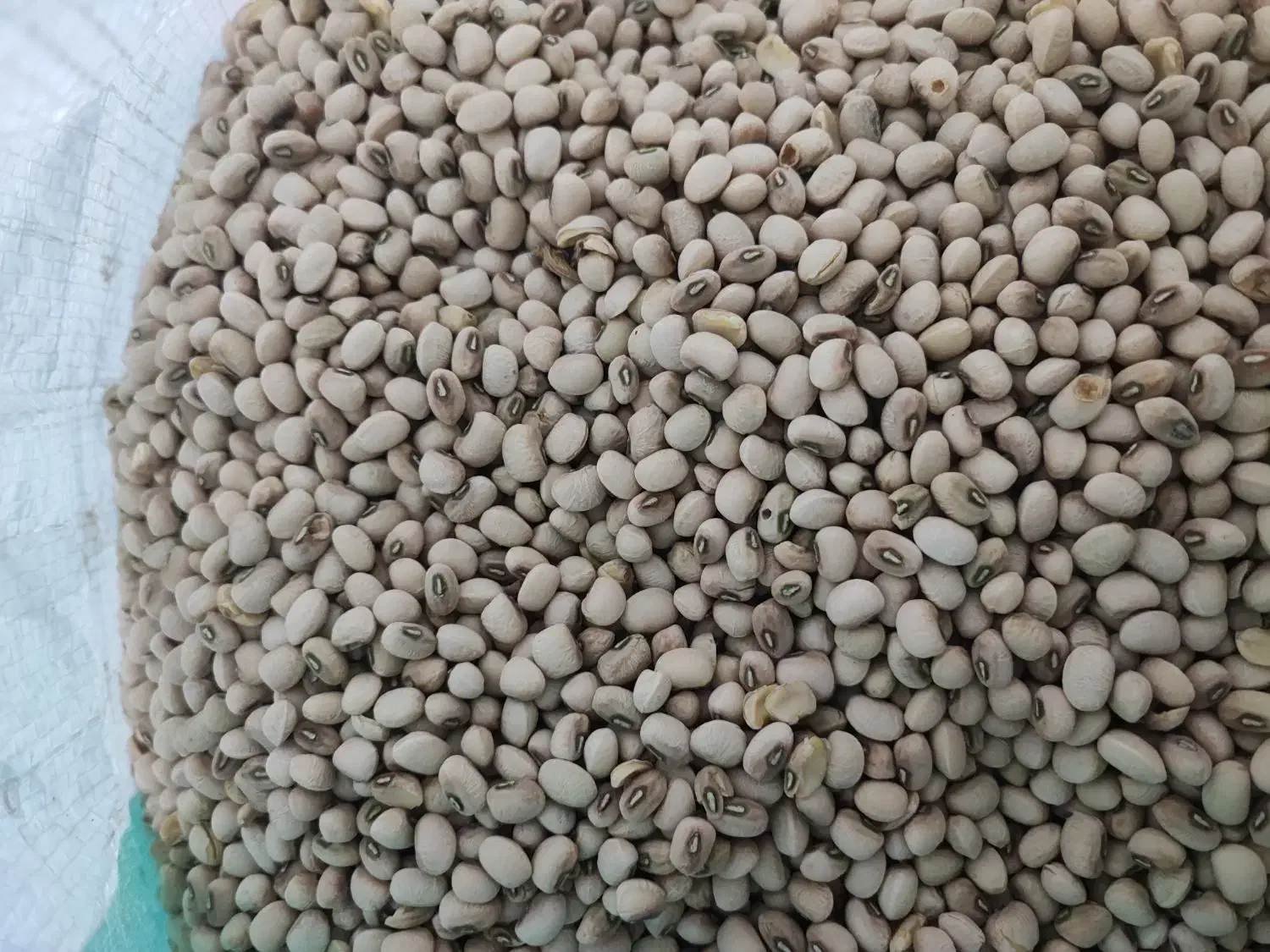 لوبیا|عمده‌فروشی|بهبهان, |دیوار