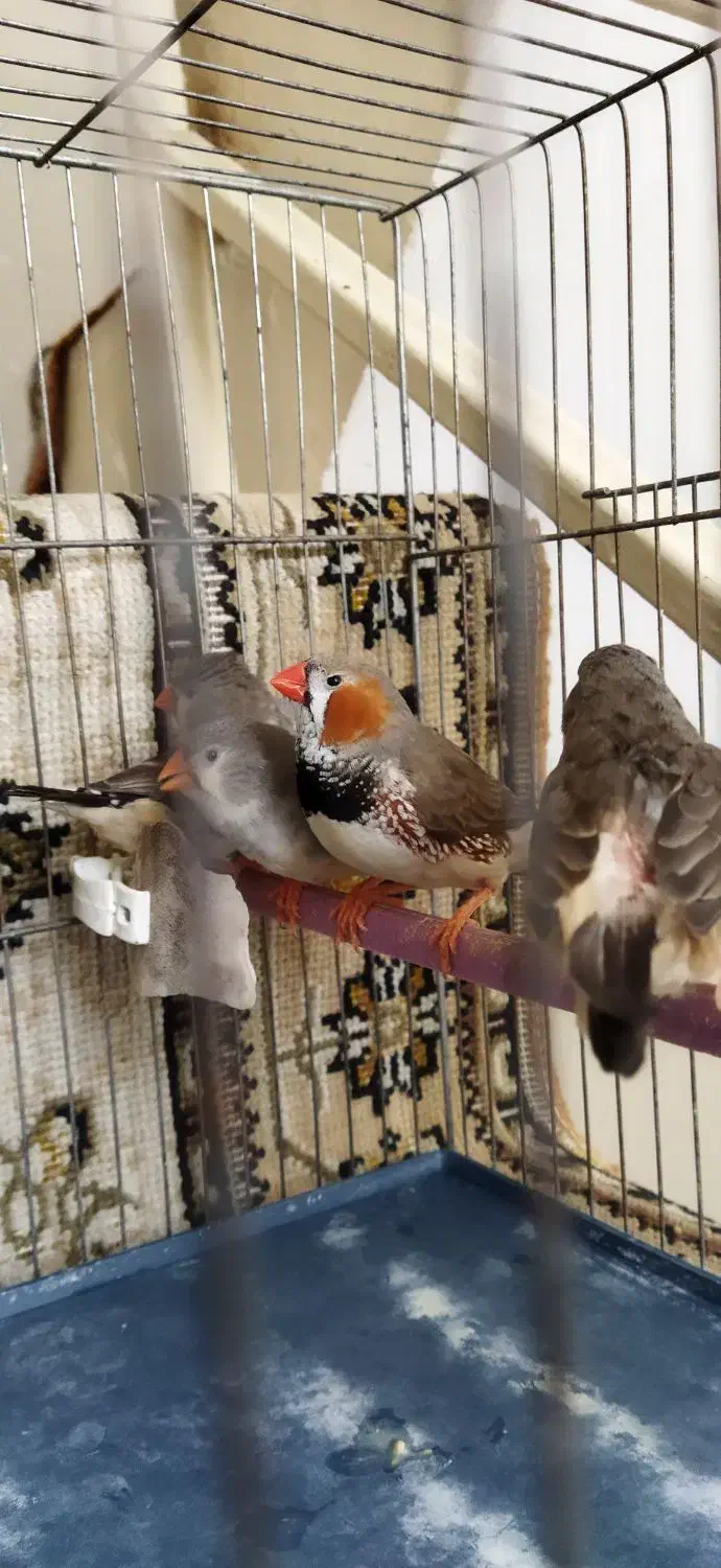 فنج کینگ|پرنده|تهران, سعیدآباد|دیوار