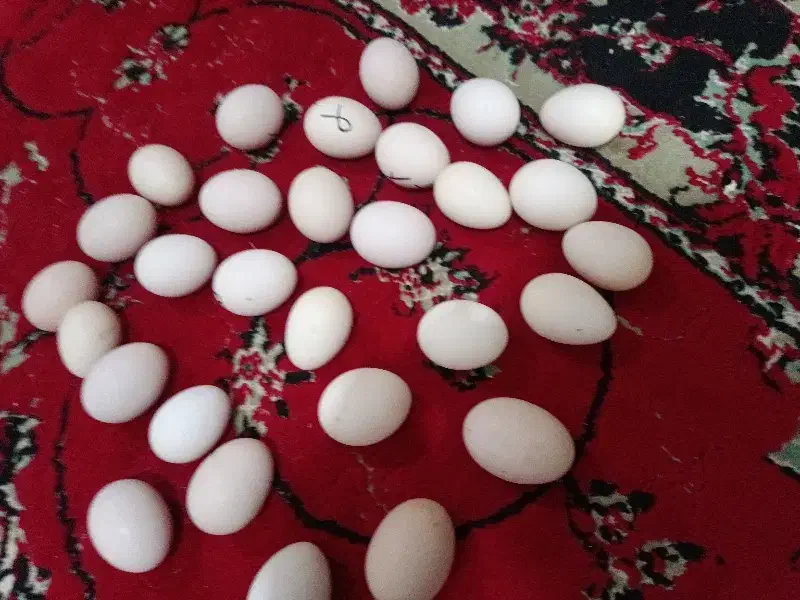 تخم مرغ دو رگ گلین|حیوانات مزرعه|تاتار علیا, |دیوار