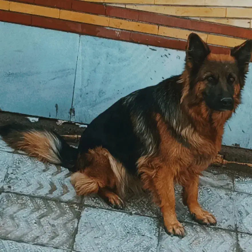 توله کینگ ساز ژرمن شپرد شولاین|سگ|شهر بابک, |دیوار