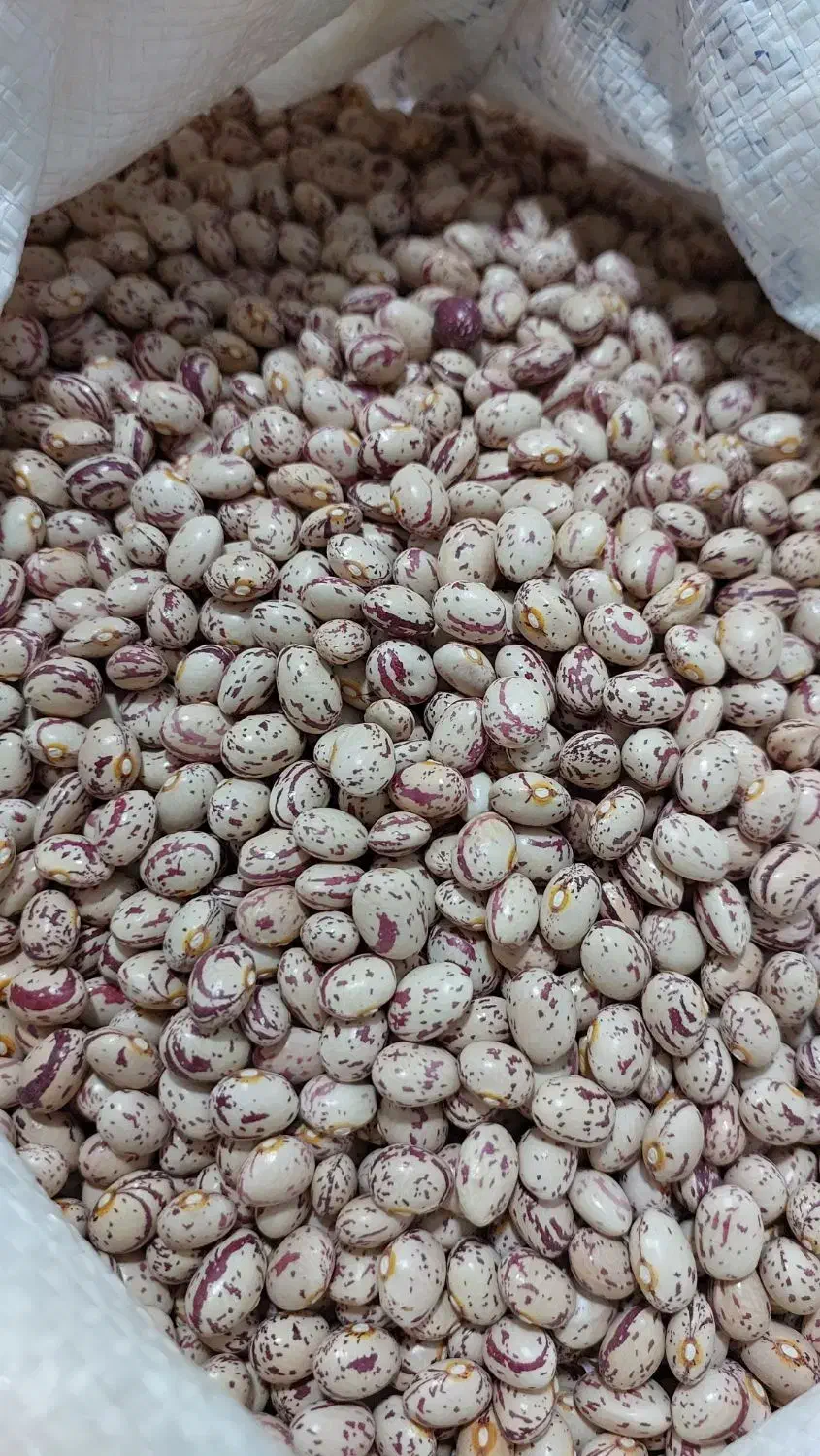 لوبیای دست چین سرحداقلید|خوردنی و آشامیدنی|سپیدان, |دیوار