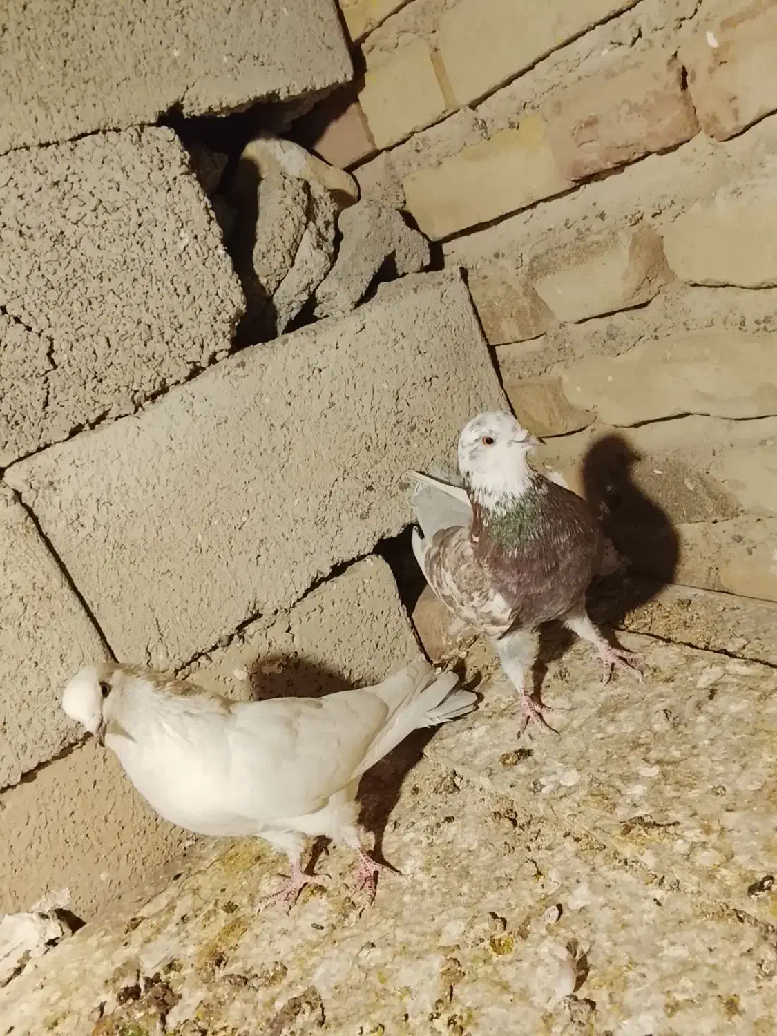 کبوتر پرشی|پرنده|سیرجان, |دیوار