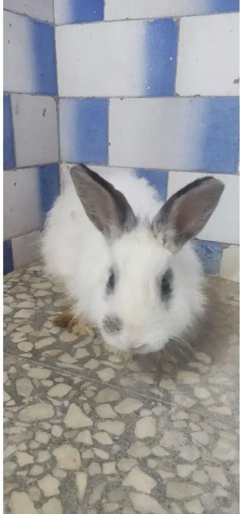 خرگوش ها نره وماد ،۱ساله وچند ماه قیمت دونه۳۰۰هزار|موش و خرگوش|پلدختر, |دیوار