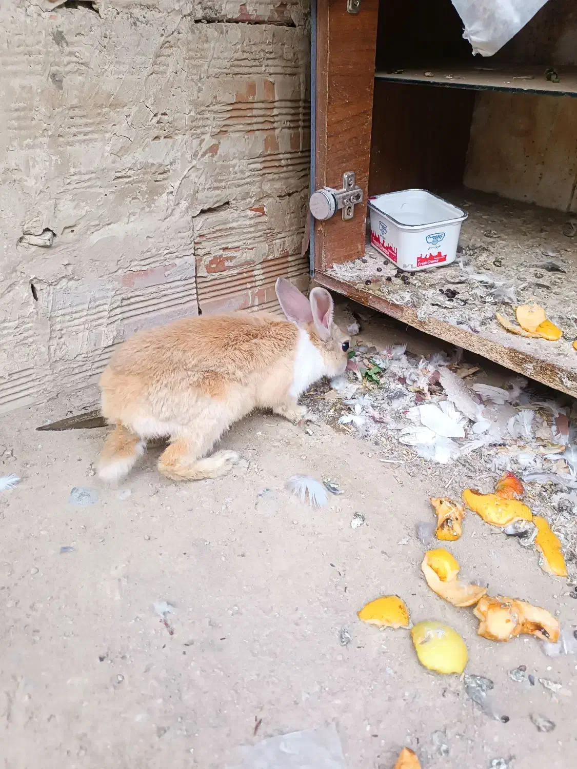 خرگوش اهلی|موش و خرگوش|ارومیه, |دیوار