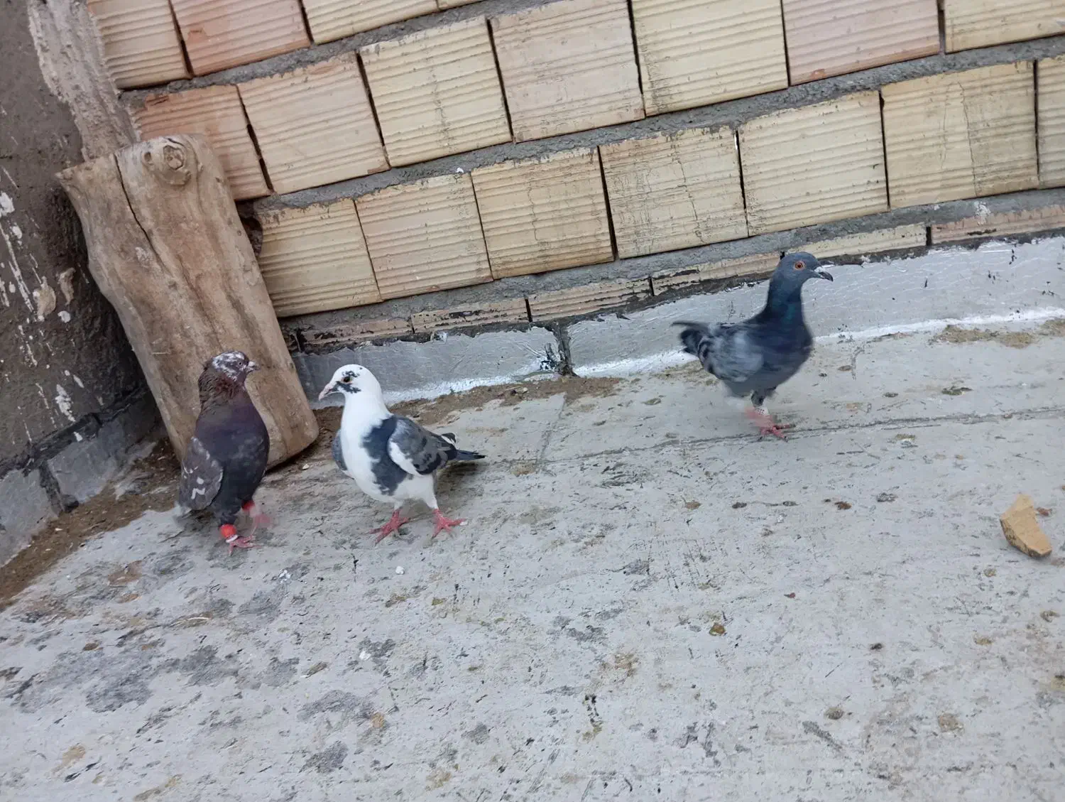 کبوتر پرشی|پرنده|اسفرورین, |دیوار