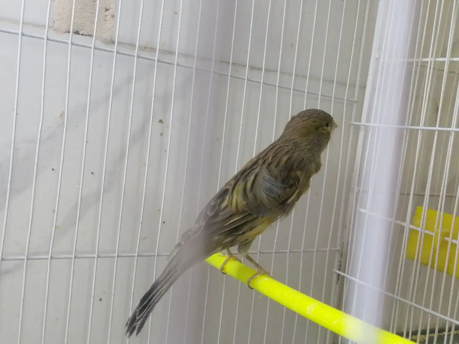 پرنده|پرنده|بیرجند, |دیوار