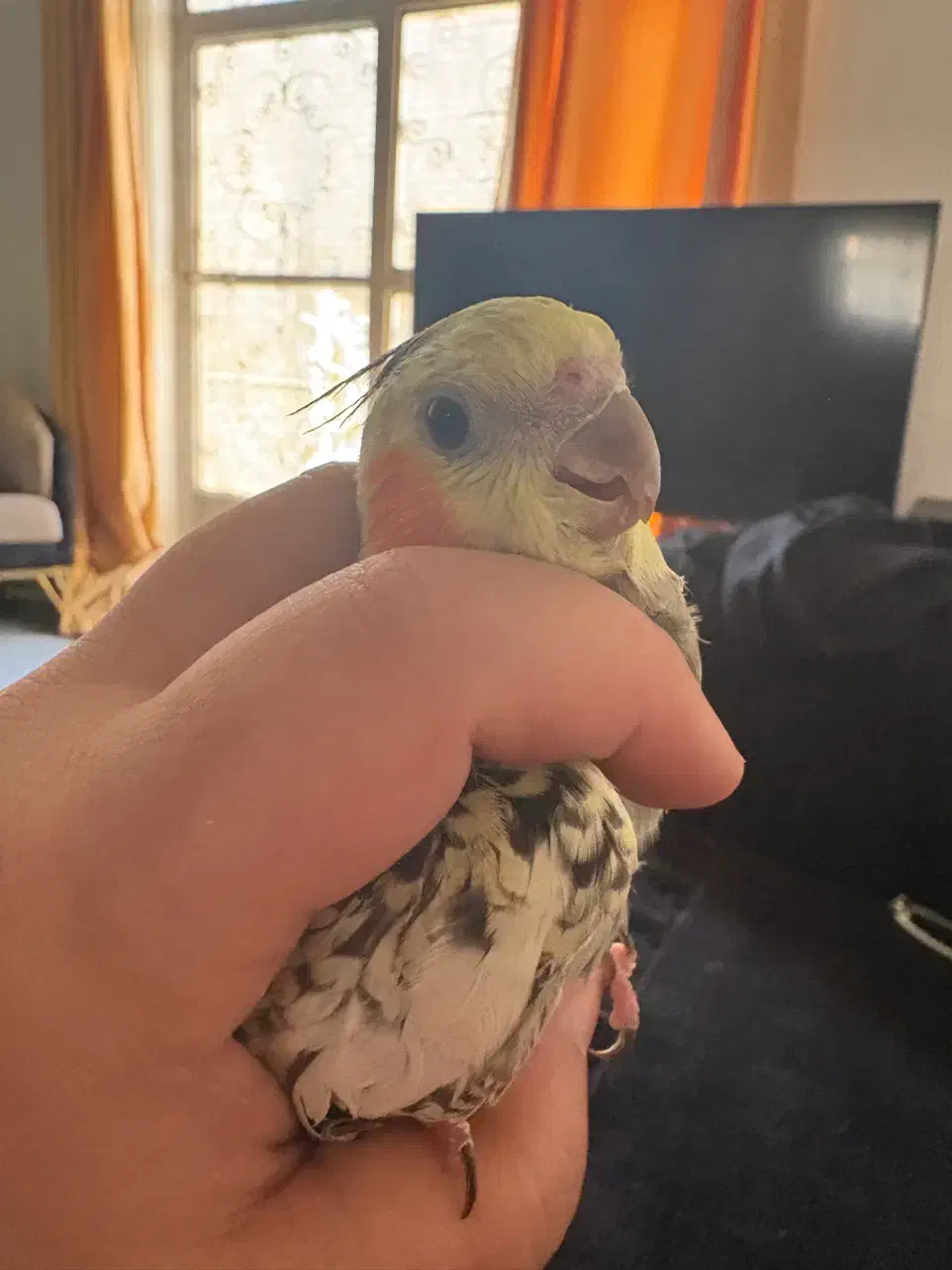 عروس هلندی مولد|پرنده|شیراز, جوادیه|دیوار