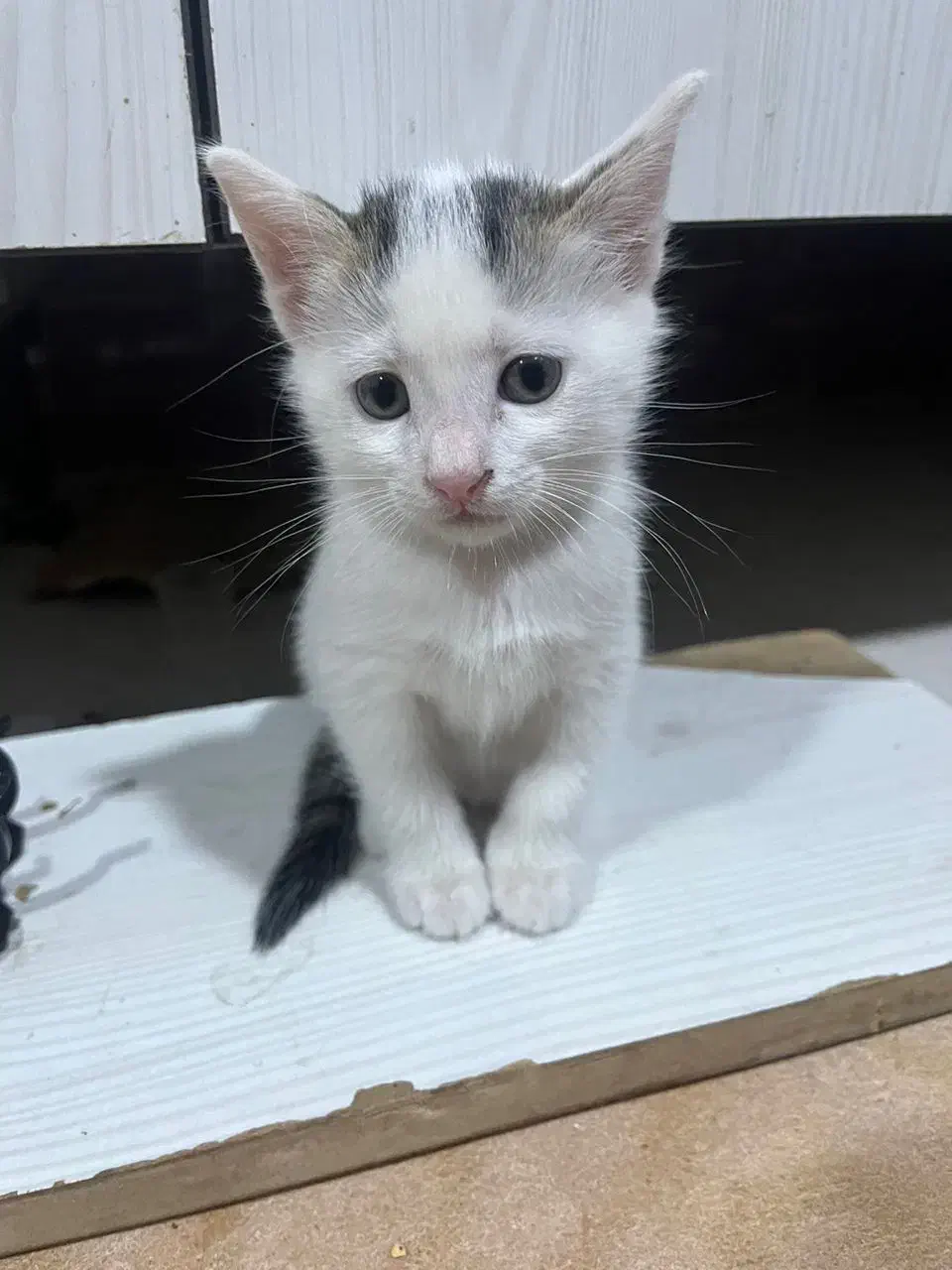 واگذاری گربه|گربه|بندر ماهشهر, |دیوار