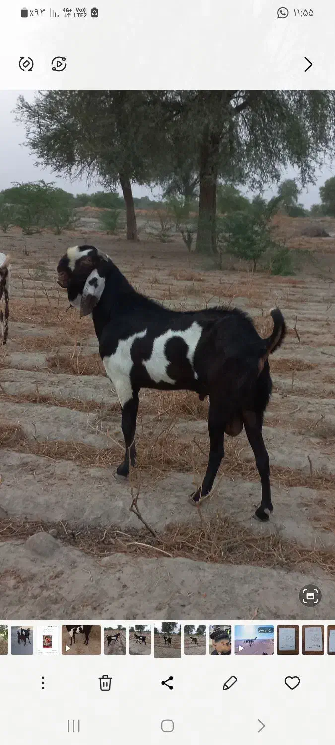 نریبیتلاصل|حیوانات مزرعه|بندرعباس, |دیوار