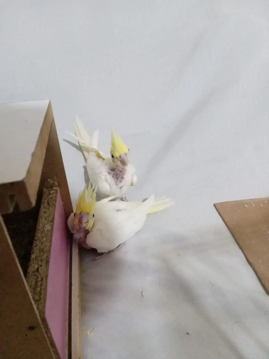 جوجه عروس هلندی|پرنده|مشهد, شهید قربانی|دیوار