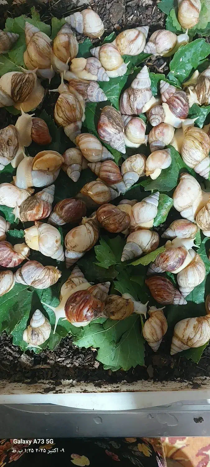 فروش حلزون|خزنده|یاسوج, |دیوار